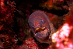 Gymnothorax unicolor