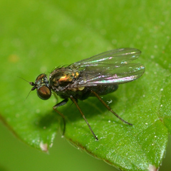 Dolichopodidae