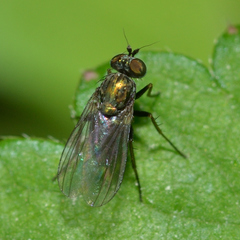 Dolichopodidae