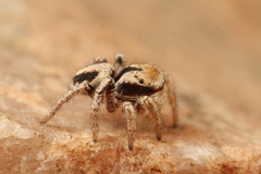 Habronattus arcalorus