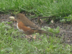 Pipilo erythrophthalmus