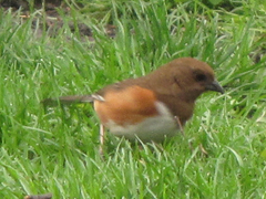 Pipilo erythrophthalmus