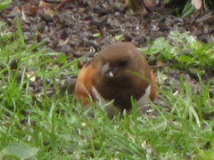 Pipilo erythrophthalmus