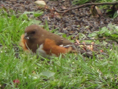 Pipilo erythrophthalmus