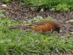 Pipilo erythrophthalmus