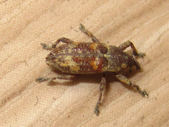 Pissodes nitidus