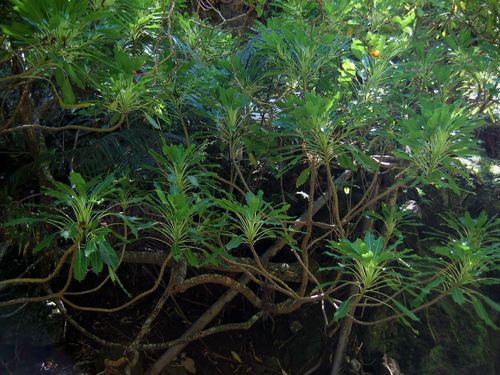 Clermontia pallida