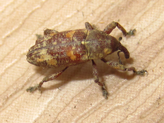 Pissodes nitidus