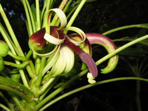 Wailai Pali clermontia (Clermontia pallida)