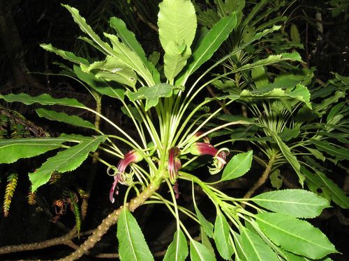 Clermontia pallida