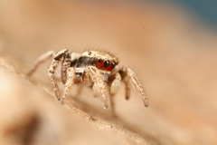 Habronattus arcalorus