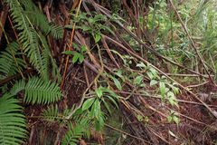 Clermontia parviflora