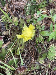 Opuntia austrina