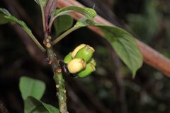 Clermontia parviflora