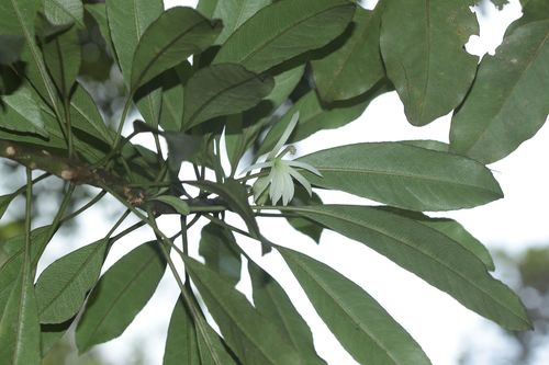 Clermontia persicifolia