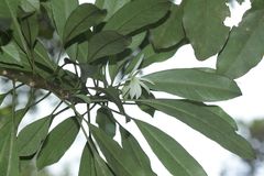 Clermontia persicifolia