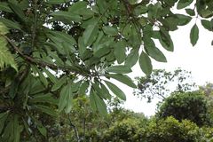 Clermontia persicifolia