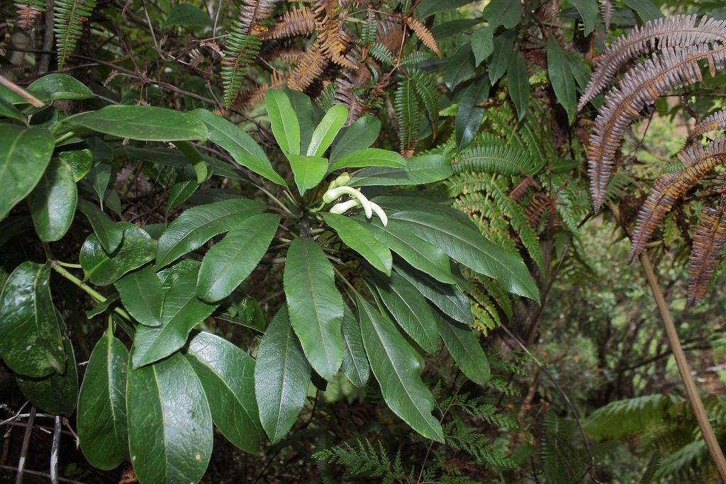 Clermontia persicifolia