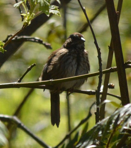 Song Sparrow photographed in Oregon