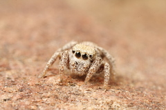 Habronattus arcalorus
