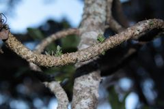 Clermontia pyrularia