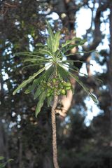 Clermontia pyrularia