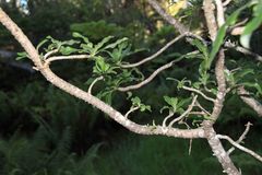 Clermontia pyrularia