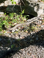 Nerodia sipedon pleuralis