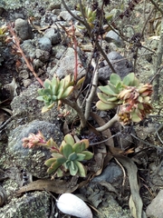 Echeveria quitensis