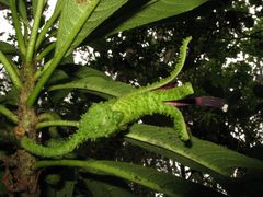 Clermontia tuberculata