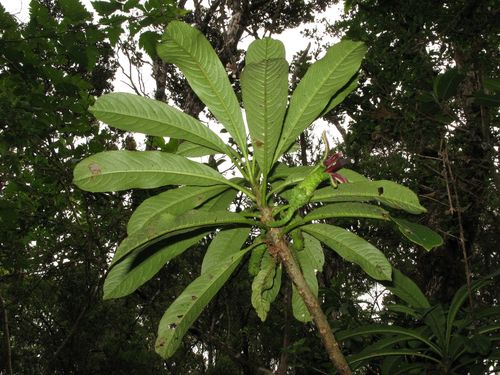 Clermontia tuberculata