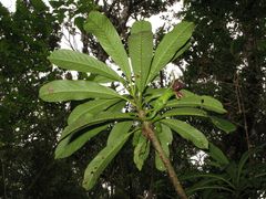 Clermontia tuberculata