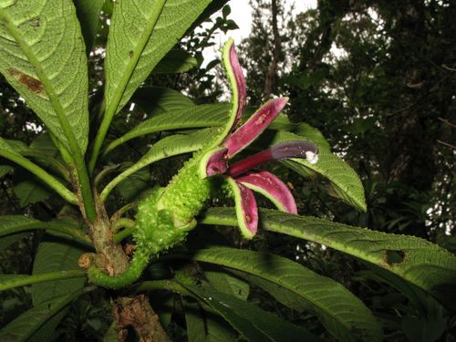 Clermontia tuberculata, 2009-06-03