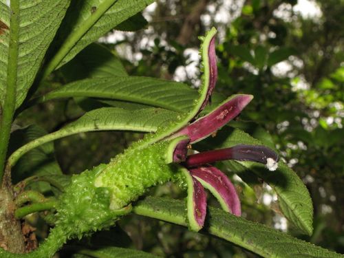 Haleakala clermontia (Clermontia tuberculata)