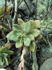 Echeveria quitensis
