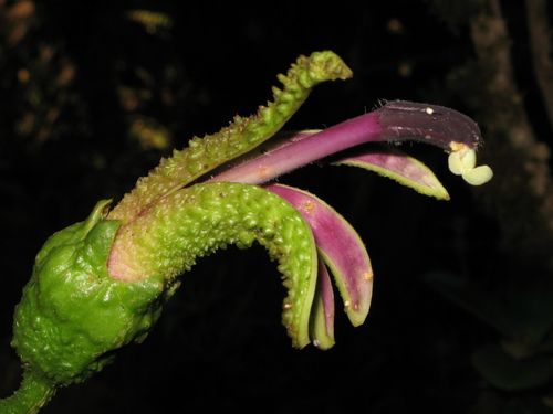 Clermontia tuberculata, 2009-06-02