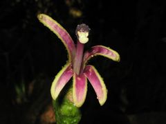 Clermontia tuberculata