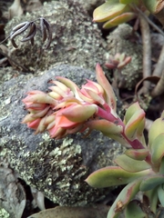 Echeveria quitensis