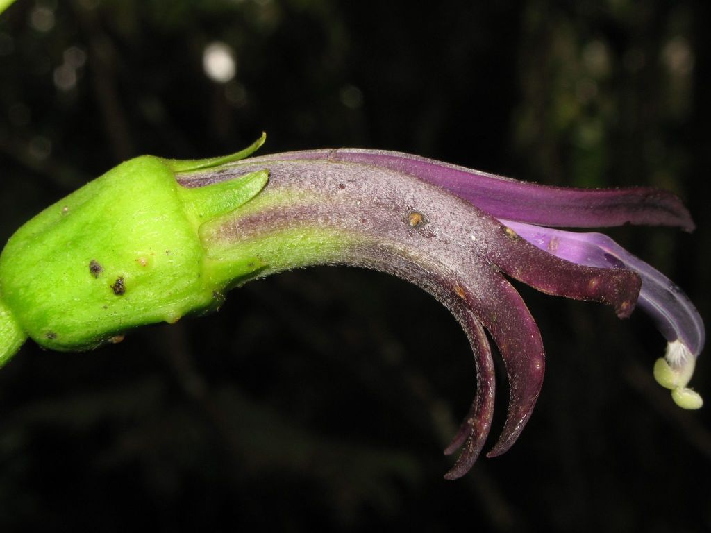Clermontia waimeae