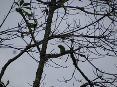 Forpus conspicillatus