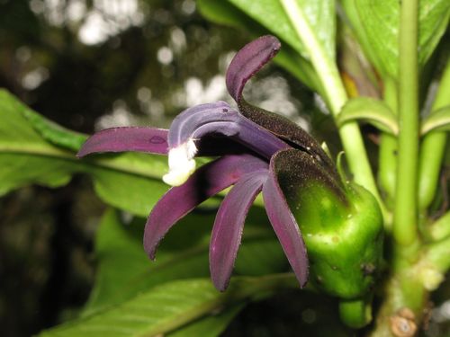 Clermontia waimeae