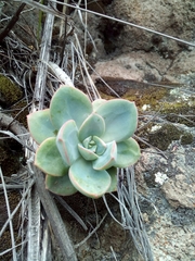 Echeveria quitensis