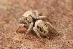 Habronattus arcalorus
