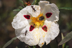 Clanoptilus abdominalis