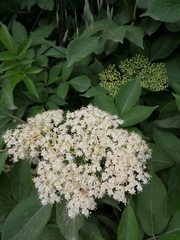 Sambucus nigra