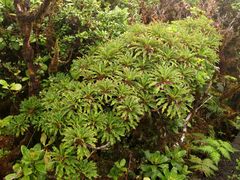 Clermontia micrantha