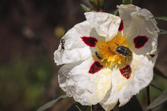 Clanoptilus abdominalis