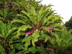 Clermontia micrantha