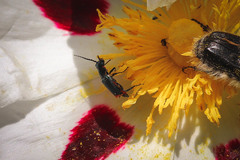 Clanoptilus abdominalis