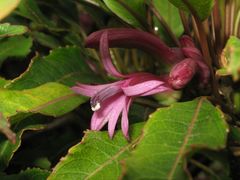 Clermontia micrantha